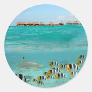 Haifisch, der Fische im runden Aufkleber der