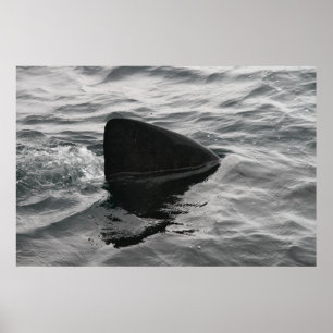 Haifisch-Flosse Poster