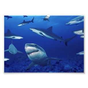 Haifisch Foto Print