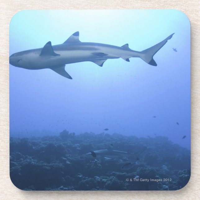 Haifisch im Ozean, niedrige Winkelsicht Untersetzer (Vorderseite)