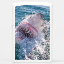 Haifisch im Wasser