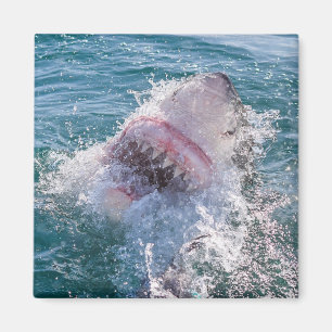 Haifisch im Wasser Magnet