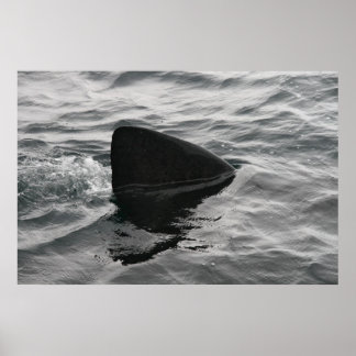 Haifisch Poster