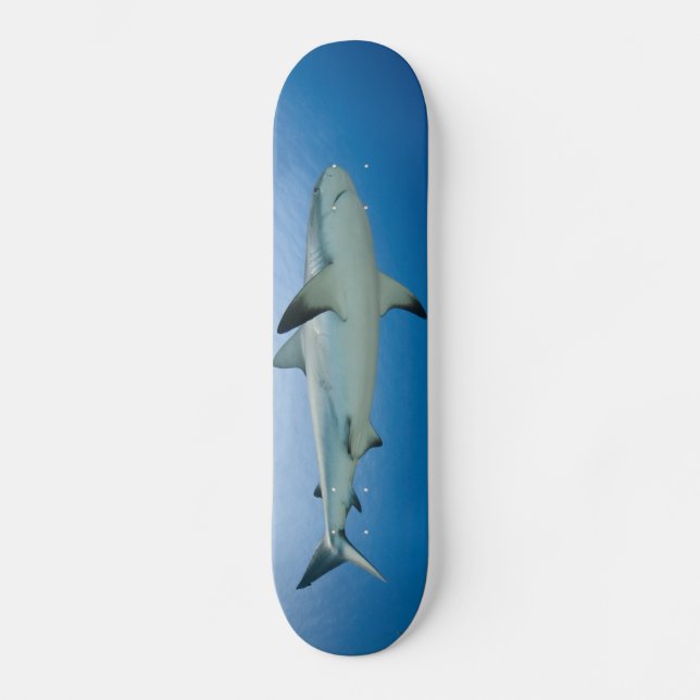 Haifisch-Skateboard Skateboard (Vorderseite)