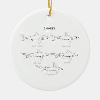 Haifisch-Spezies-Logo