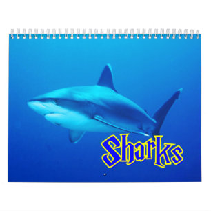 Haifisch-Wandkalender Kalender
