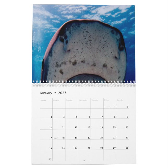 Haifisch-Wandkalender Kalender (Jan 2027)