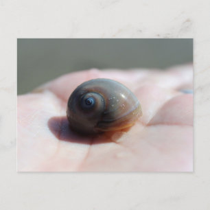 Haifischauge Schnecke Postcard Überquerung Postkarte