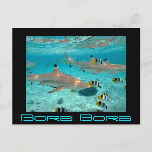 Haifische in der Bora Bora Lagune schwärzen Postkarte (Vorderseite)