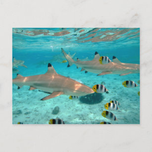 Haifische in der Bora Bora Lagunepostkarte Postkarte