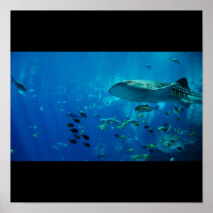 Haifischfisch Wasserschlauch Swim Fins Grauer Typ Poster