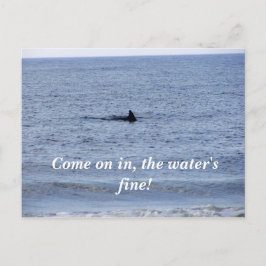 Haifischflossen-Postkarte Postkarte