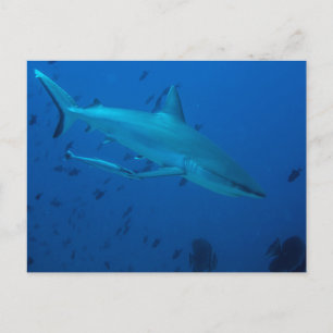 Haifischfotografie Postkarte