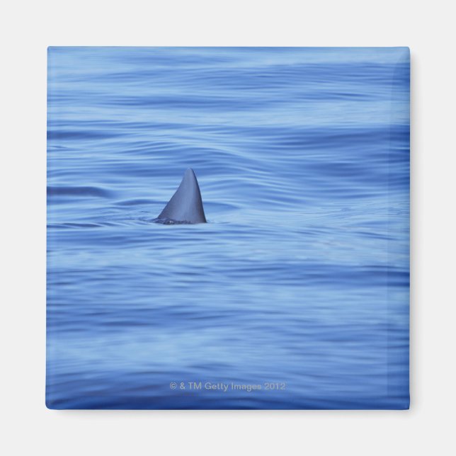 Haifischschwimmen im Meer Magnet (Vorne)