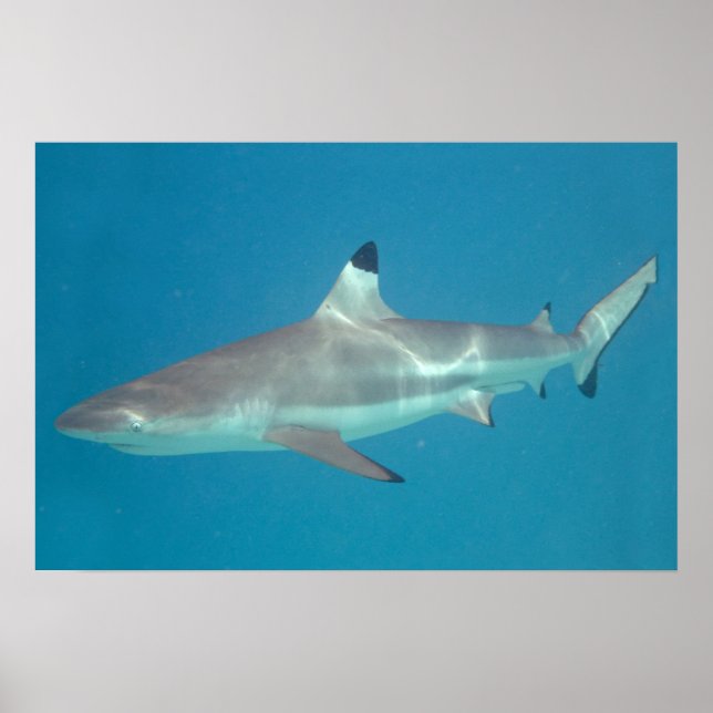 Haifischschwimmen unter Wasser Poster (Vorne)