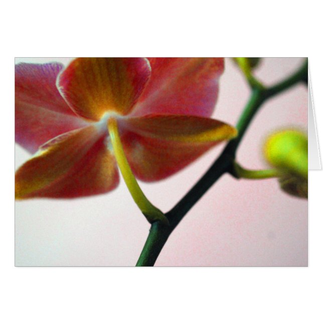 Haiku Orchid (Vorderseite (Horizontal))