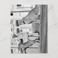 Haile Selassie - HIM - Rastafari - Postcard