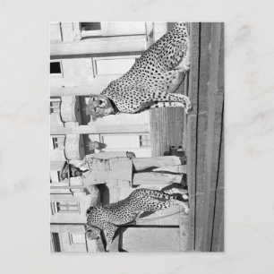 Haile Selassie - HIM - Rastafari - Postcard Postkarte