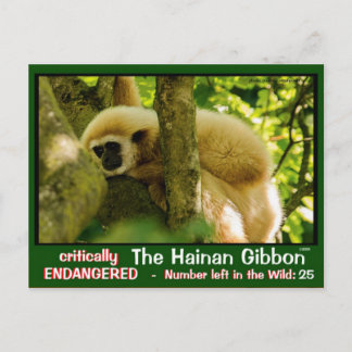 Hainan Gibbon ist gefährdet: < 25 verlassen Postkarte