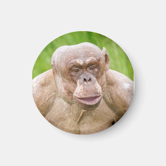 Hairless Chimpanze Magnet (Vorne)