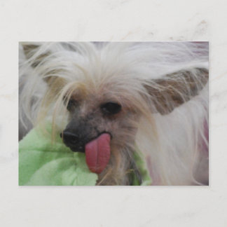 Hairless Chinese Crested Hund Postcard Postkarte