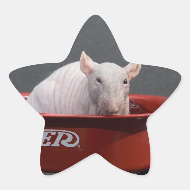 HAIRLESS RAT STAR STICKER (Vorderseite)