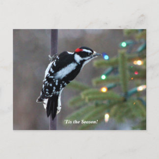 Hairy Woodpecker zu Weihnachten Postkarte