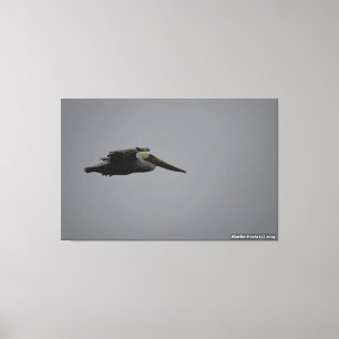 Halb Moon Bay Fierce Pelican III - überzogene Canv Leinwanddruck