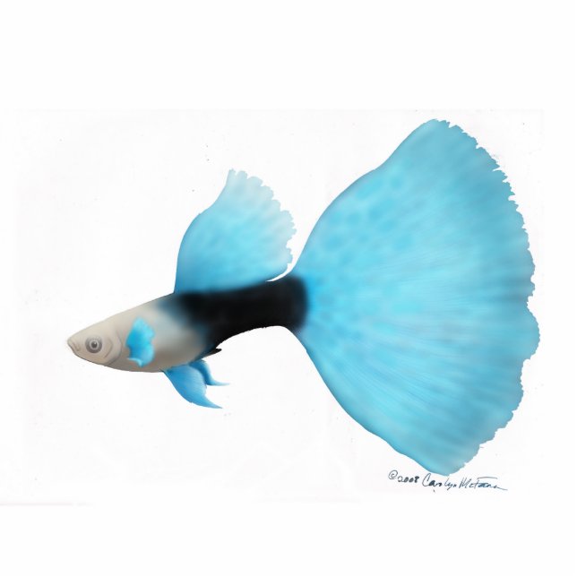 Halb schwarzer blauer FantailGuppy Freistehende Fotoskulptur (Vorne)