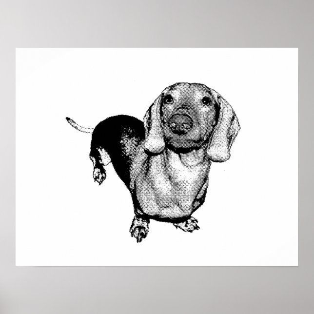 Halbdunkel-Weiß-Foto Dachsund-Dackel Poster (Vorne)