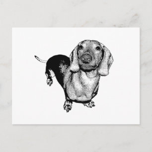 Halbdunkel-Weiß-Foto Dachsund-Dackel Postkarte