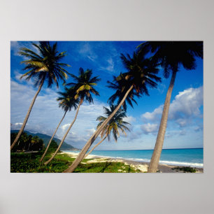 Halbinsel La Samana, Dominikanische Republik, Poster