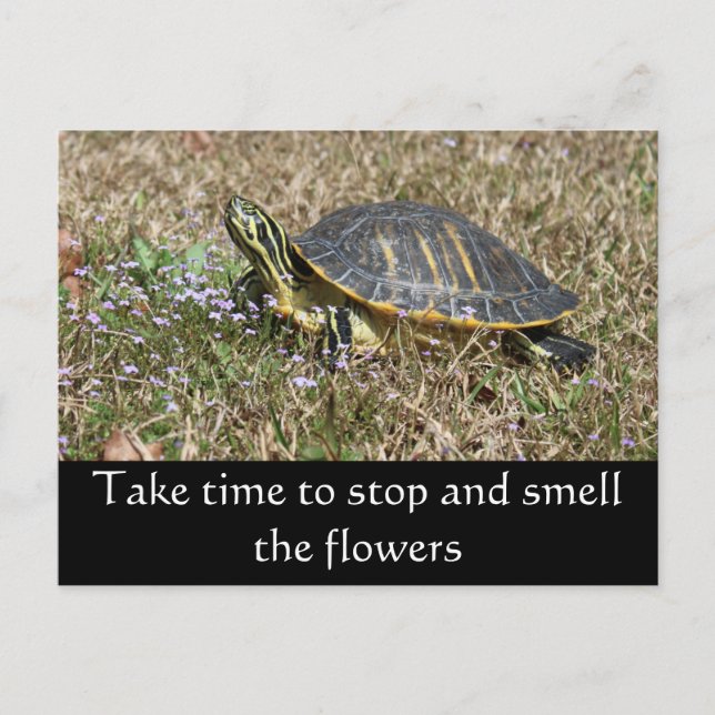 Halbinsel Turtle Postkarte (Vorderseite)