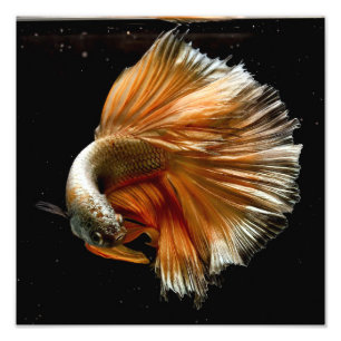 Halbmond Betta Fische Fotodruck
