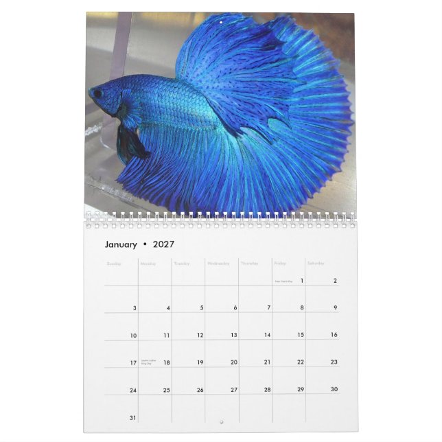 Halbmond Betta Fischkalender 2014 Kalender (Jan 2027)