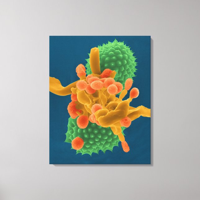 Halbschimmelpilz, gehobelt leinwanddruck (Vorderseite)