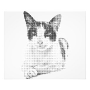 Halbton-Katze Fotodruck