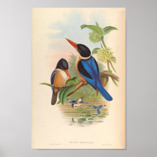 Halcyon Atricapillus Kingfisher Vintage Vögel Poster