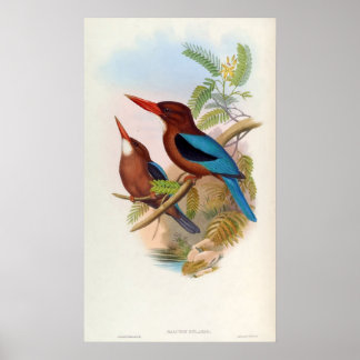Halcyon Gularis (Kingfisher mit weißer Kehle) Poster