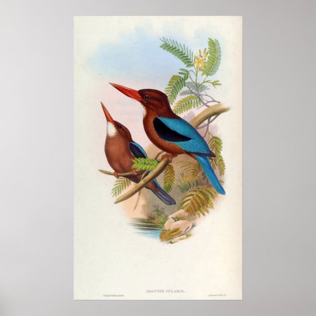 Halcyon Gularis (Kingfisher mit weißer Kehle) Poster (Vorne)