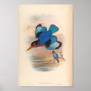 Halcyon Omnicolor Kingfisher Vintage Vögel in Asie Poster