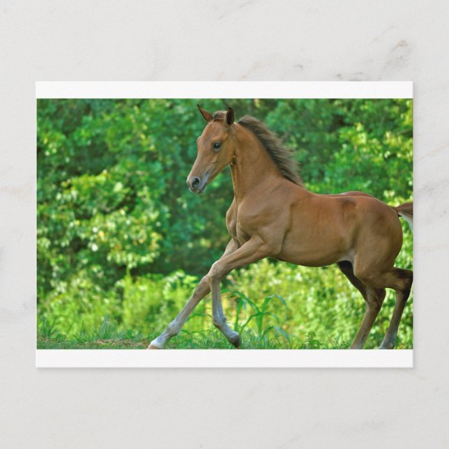Half-Arabian-Colt Postkarte (Vorderseite)
