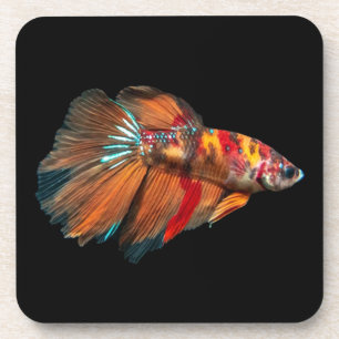 Halfmoon-Betta-Fisch Getränkeuntersetzer