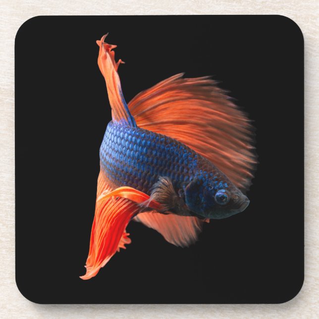 Halfmoon Betta Fish Getränkeuntersetzer (Vorderseite)