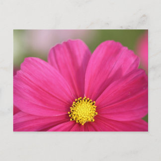 Hälfte Schönheits- Postkarte