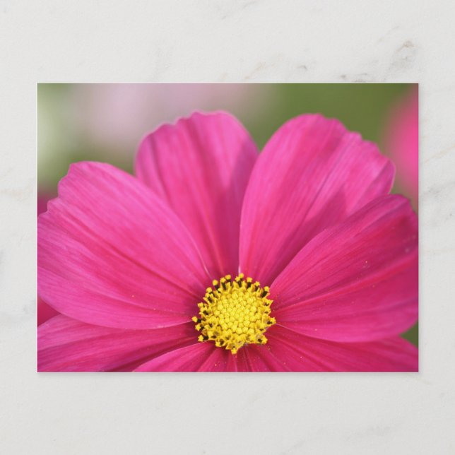 Hälfte Schönheits- Postkarte (Vorderseite)