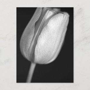 Halftone Tulip Postkarte