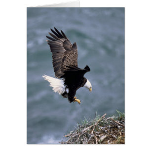 Haliaeetus leucocephalus