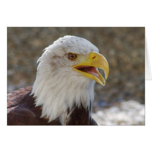 Haliäetus leucocephalus