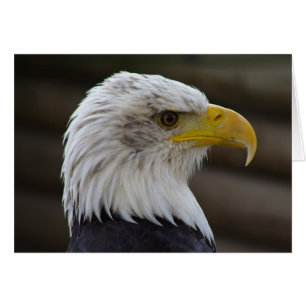 Haliäetus leucocephalus